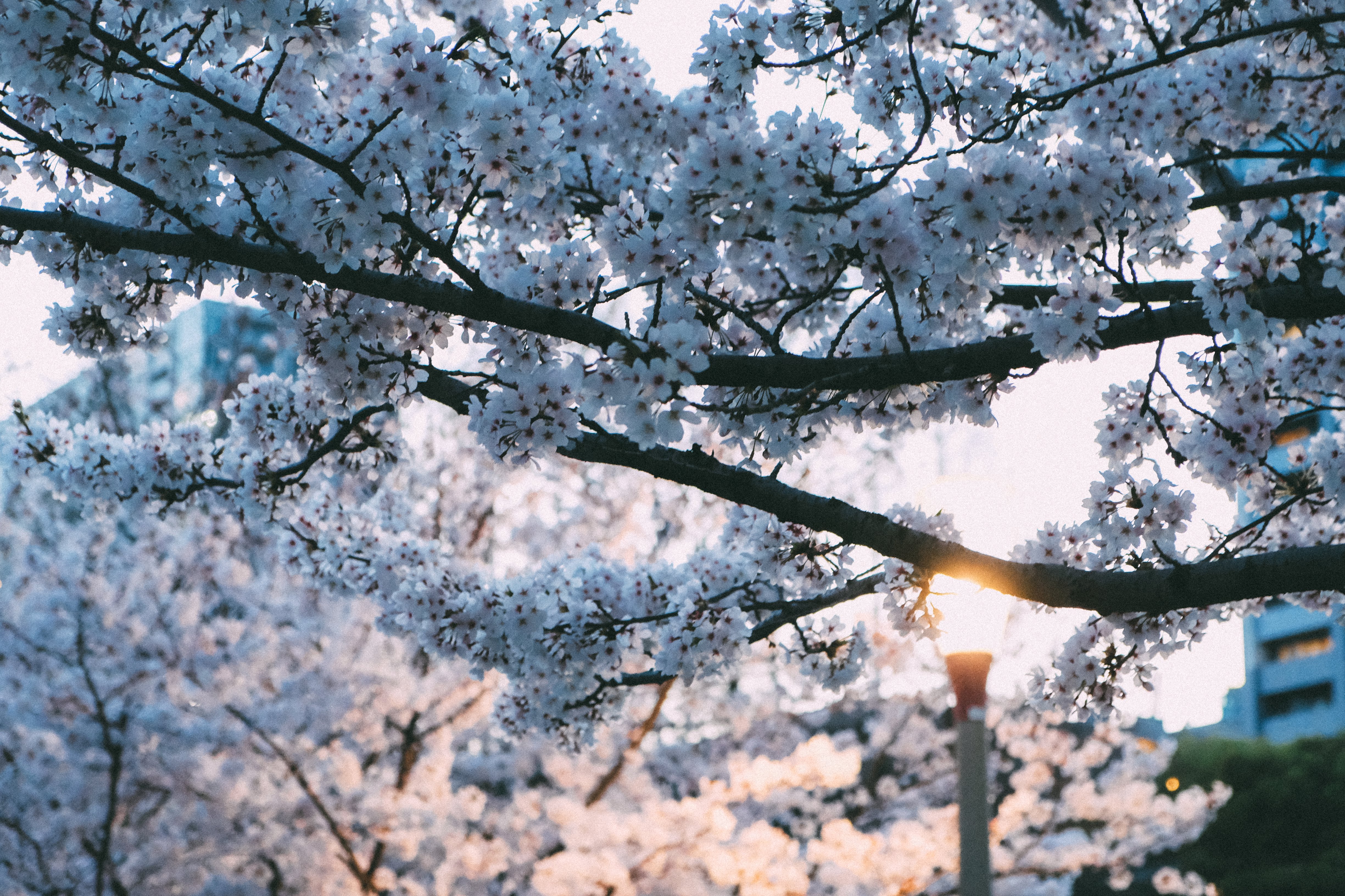 Sakura in Utusbo Park, Osaka