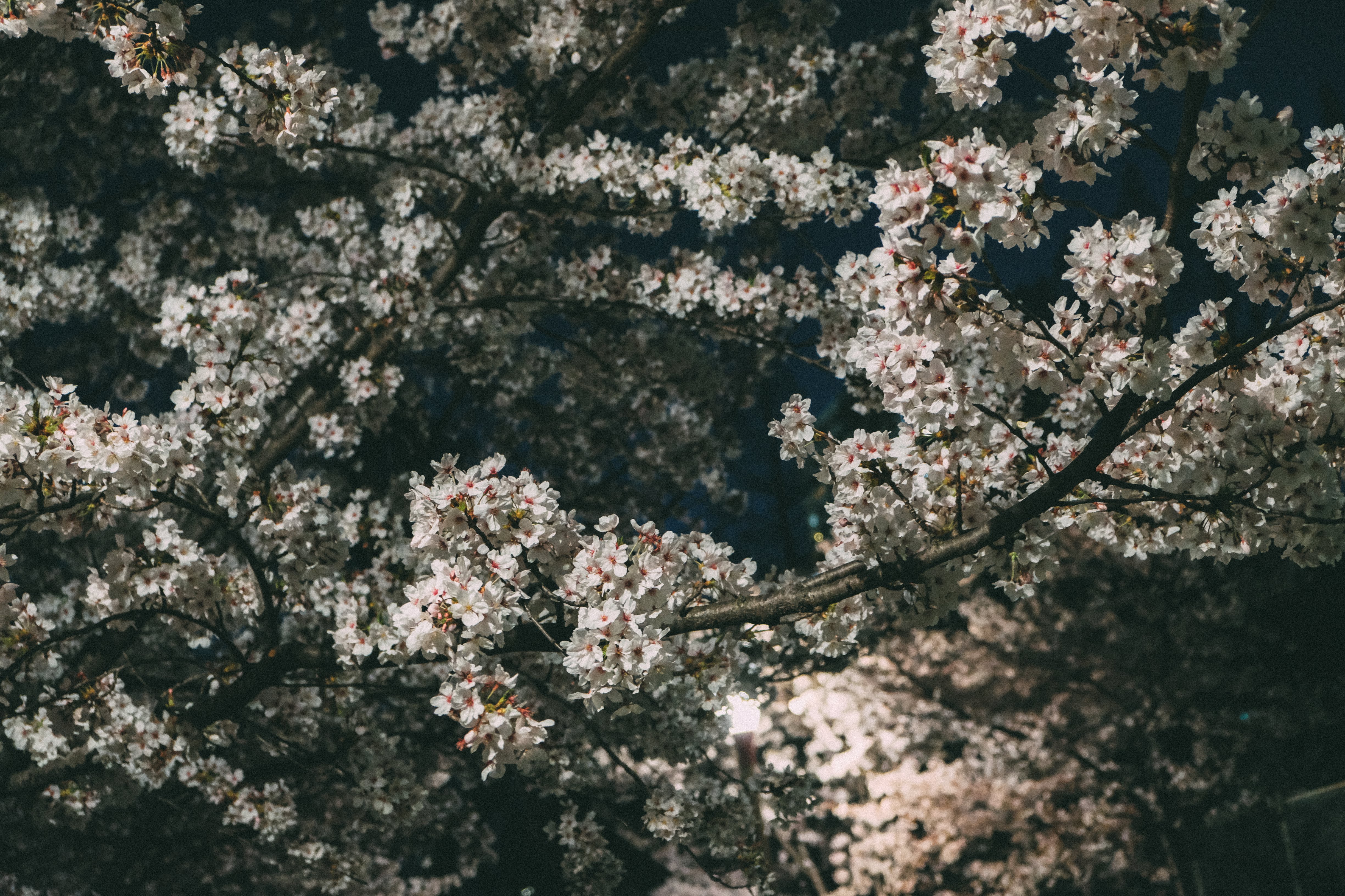 Sakura in Utusbo Park, Osaka