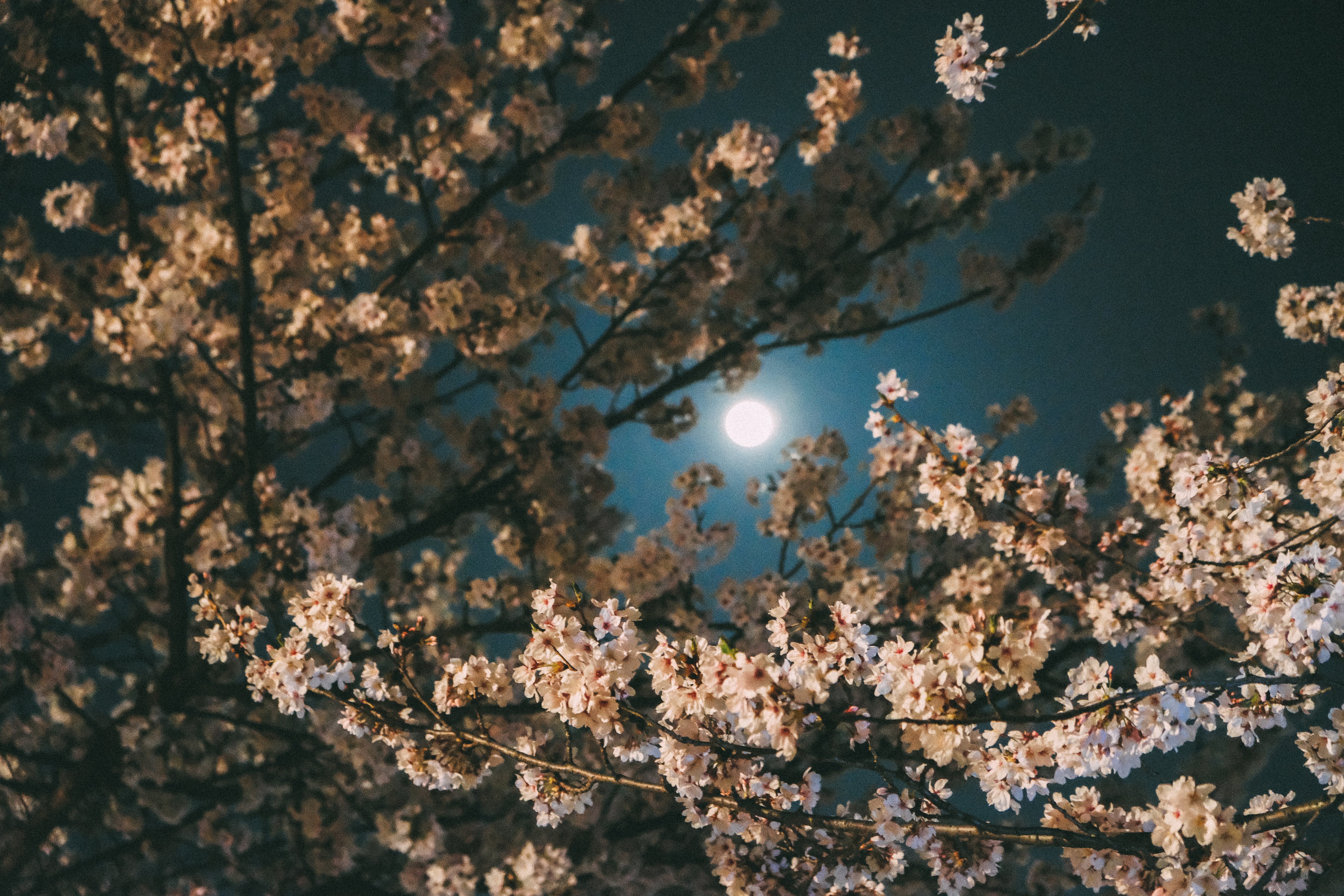 Sakura in Utusbo Park, Osaka