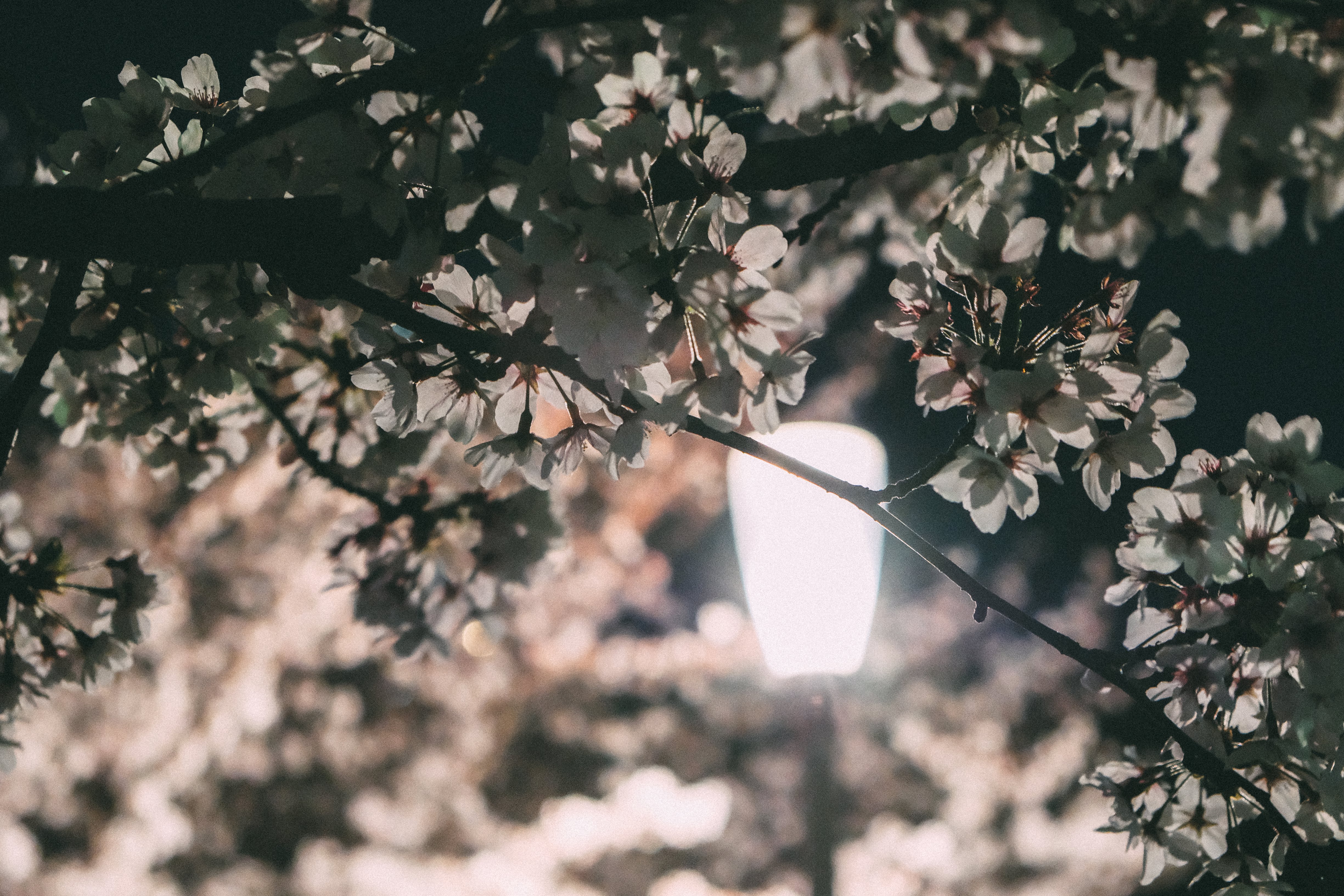 Sakura in Utusbo Park, Osaka