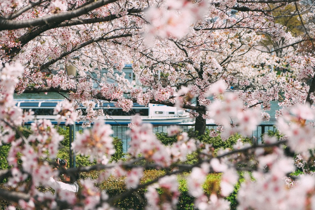 Sakura in Tenma, Osaka