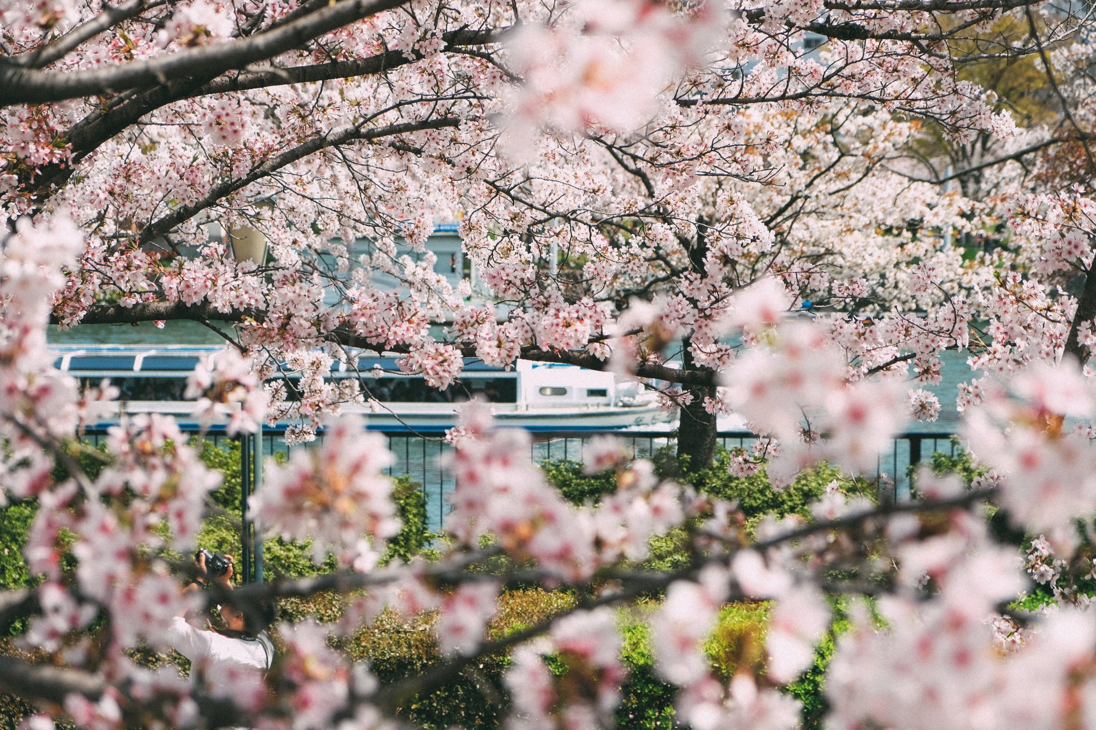 Sakura in Tenma, Osaka