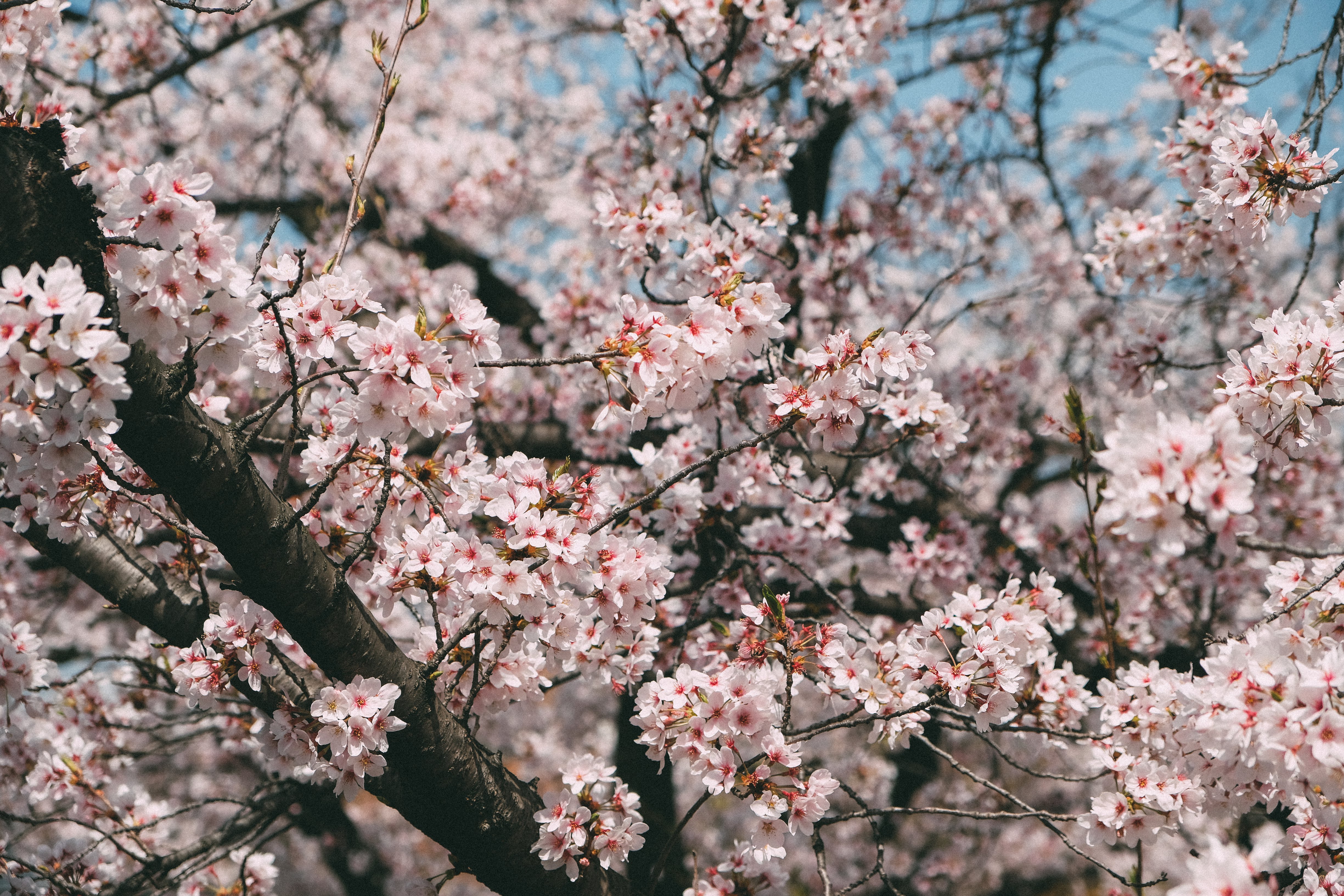 Sakura in Tenma, Osaka