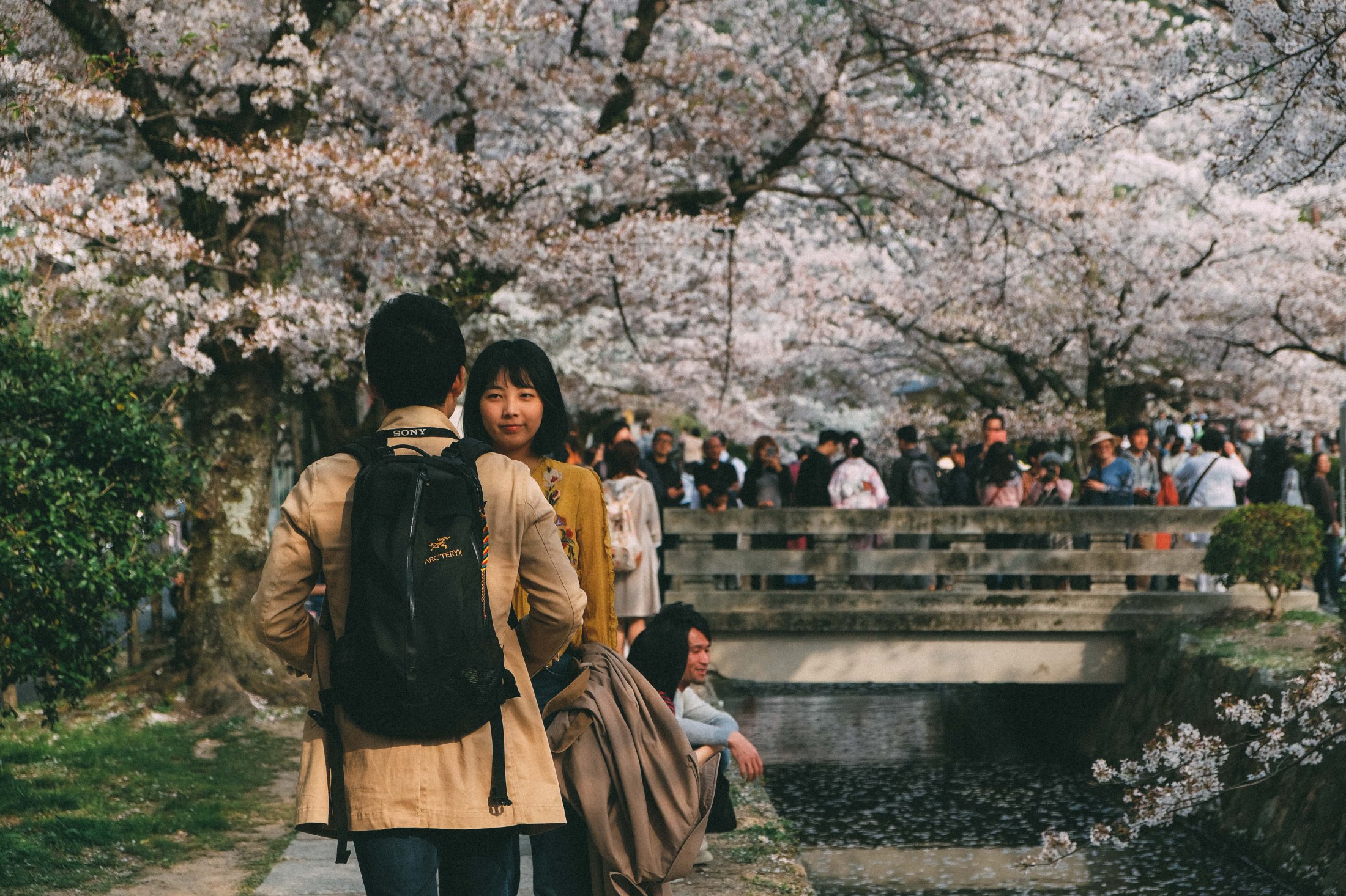 Sakura In Kyoto During Spring