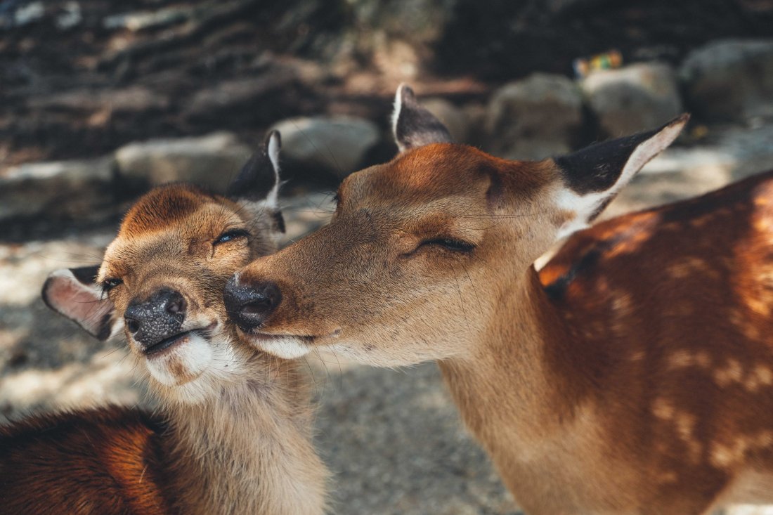 Deer At Nara Park