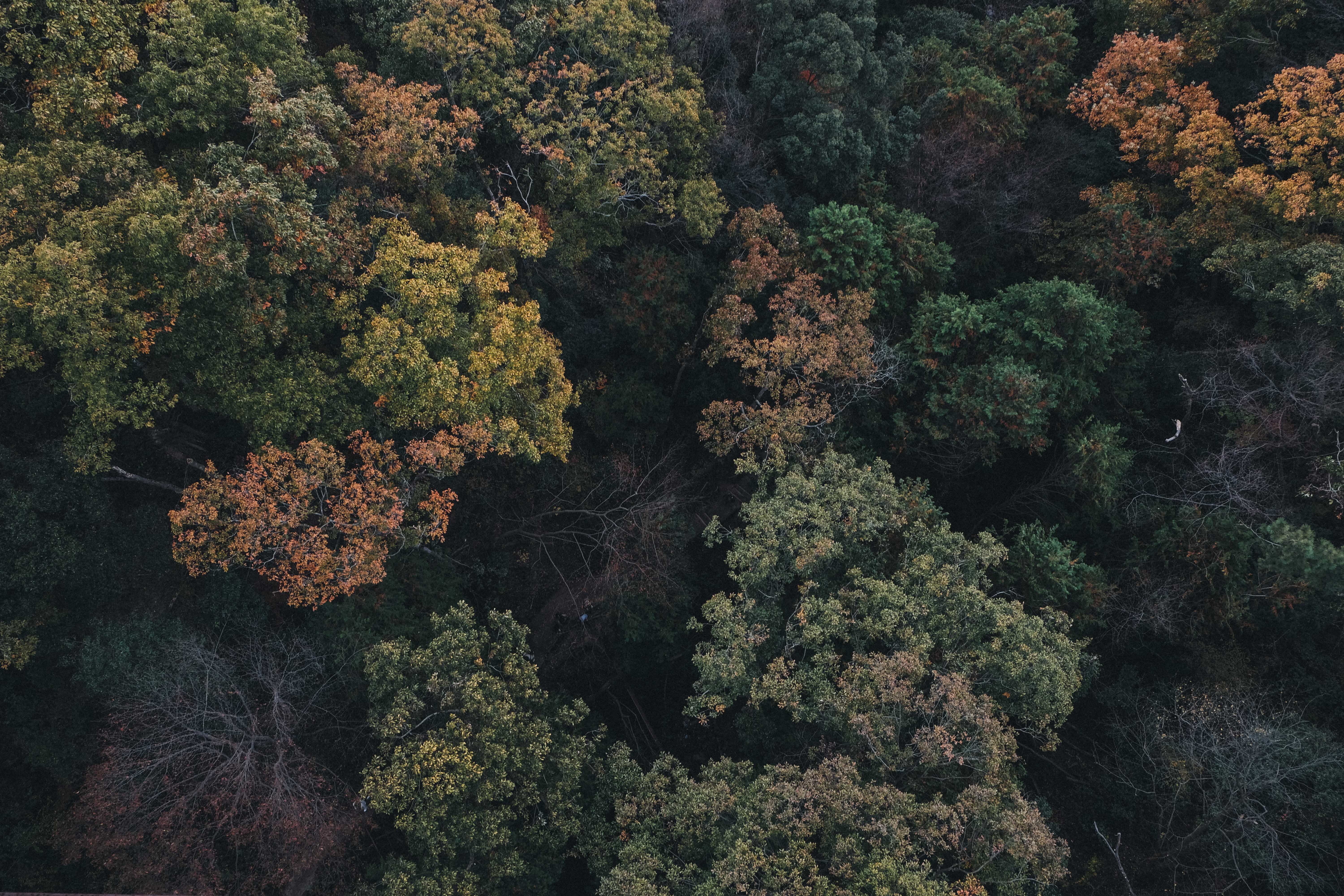 Hoshi no Buranko (星のブランコ) ,the swing of stars, during autumn.