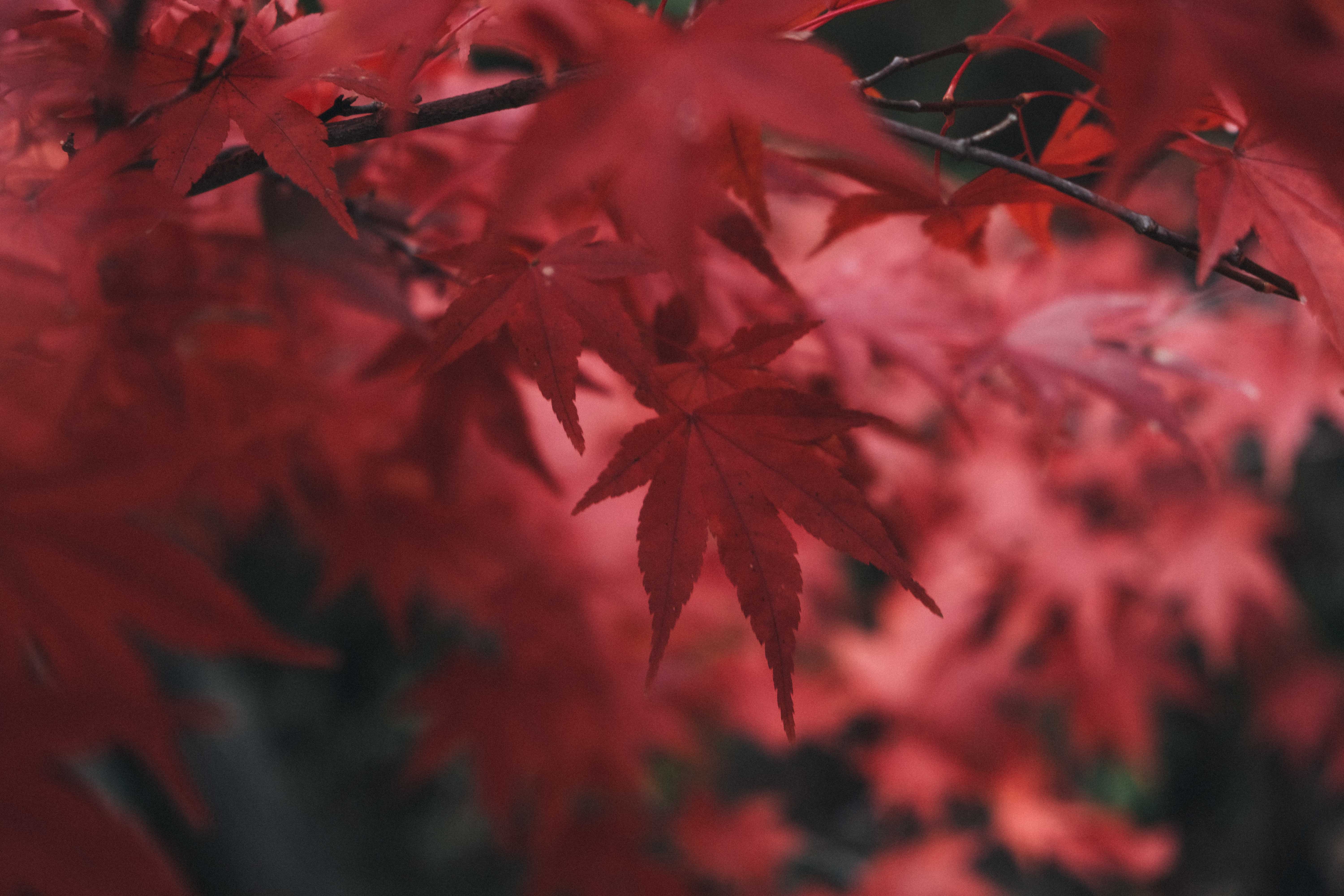 Red Maple Leaves, Autumn Foliage
